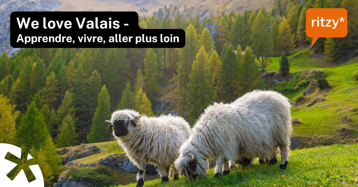 Paysage alpin du Valais avec des moutons au premier plan, symbole d’authenticité, de nature et d’ancrage régional, illustrant la formation continue et le développement professionnel avec ritzy* en Valais.