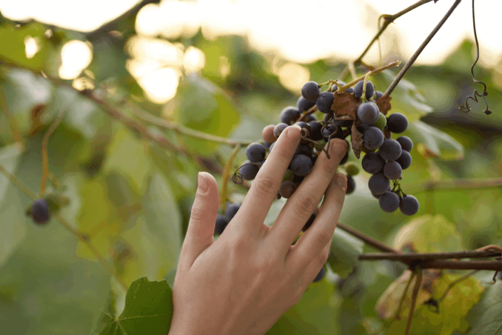 Einführung in die Welt der Weine nach Rebsorte 1 WeltderWeineRebsorten